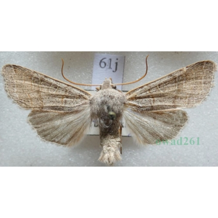 Agrochola humilis (Denis & Schiffermüller, 1775) Czech61j